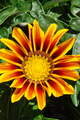 Sommerfrische