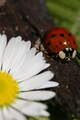 Fr&uuml;hlingserwachen