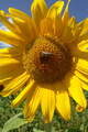 Sommer, Sonne, Seehof